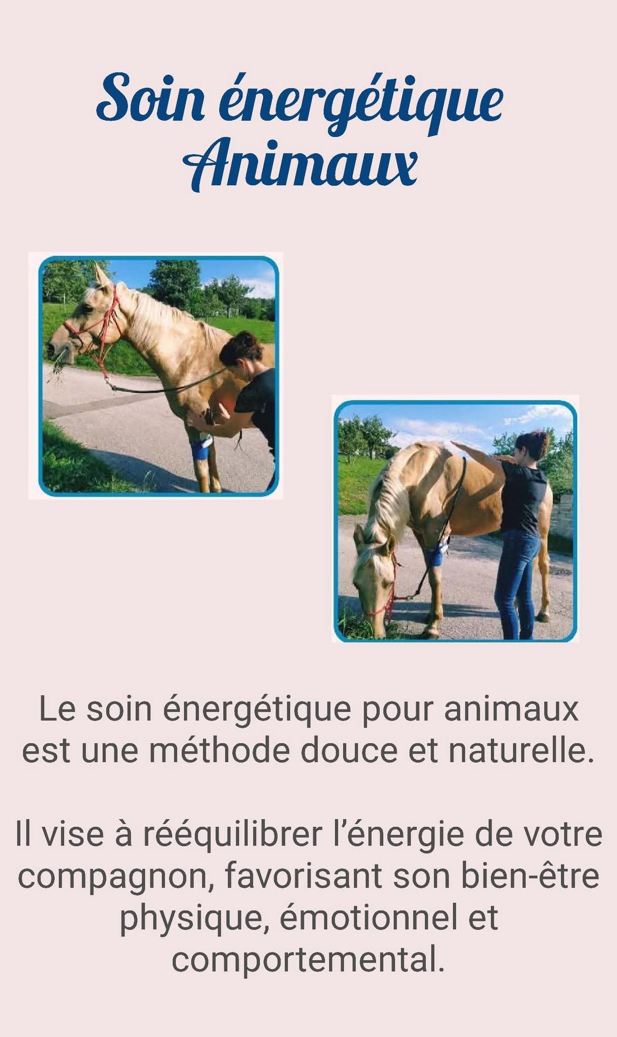 Soin énergétique animaux